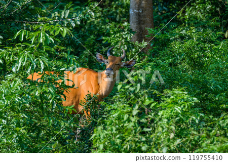 Wild Bantengs or red cows. 119755410