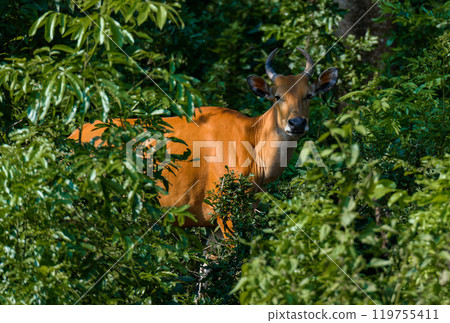 Wild Bantengs or red cows. 119755411