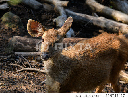 Portrait of Thai deer Portrait of Thai deer 119755417