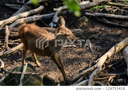 Portrait of Thai deer Portrait of Thai deer 119755418