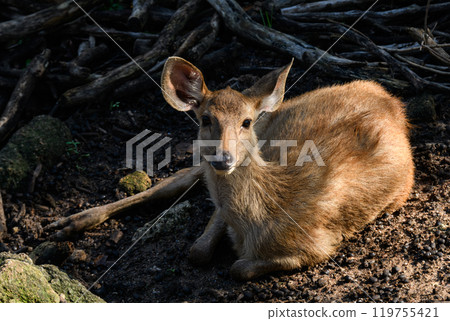Portrait of Thai deer 119755421
