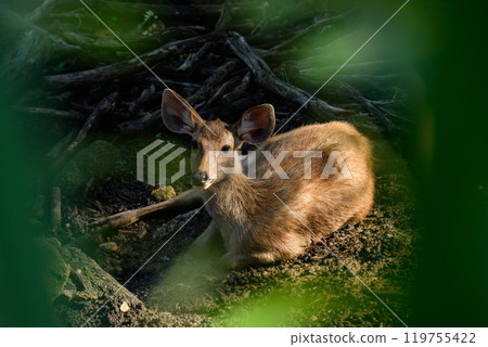 Portrait of Thai deer 119755422