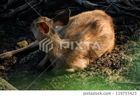 Portrait of Thai deer 119755423