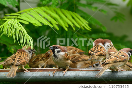 A family of rare Tree Sparrow. A family of rare Tree Sparrow. 119755425