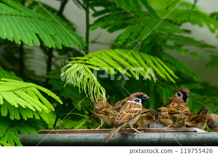 A family of rare Tree Sparrow. A family of rare Tree Sparrow. 119755426