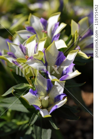 白樹龍膽花群 119755452