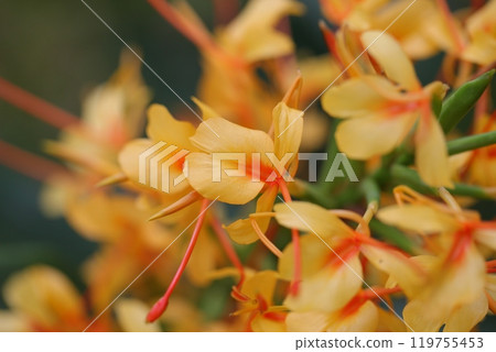 Ginger lily flower Ginger lily flower 119755453
