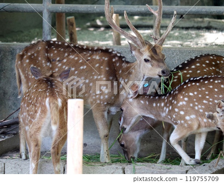 東山動物園的鹿 2 119755709