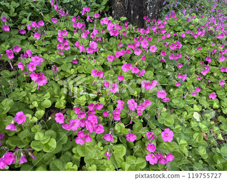Pink wood sorrel (oxalis) blooming in abundance on the river bank Pink wood sorrel (oxalis) blooming in abundance on the river bank 119755727