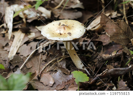 灌木叢葉覆蓋物中的瑪雅塔克蘑菇（閃光燈+微距攝影） 119755815