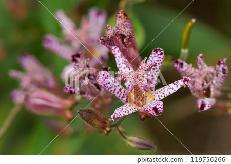 Hototogisu花 Hototogisu花 119756266