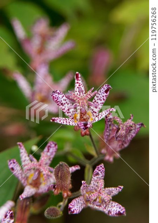 Hototogisu花 Hototogisu花 119756268