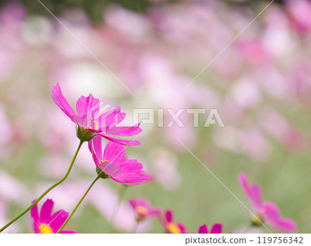 Beautiful pink cosmos 119756342