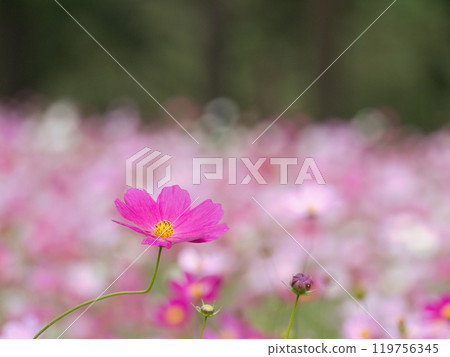 A single pink cosmos blooming in a cosmos field 119756345