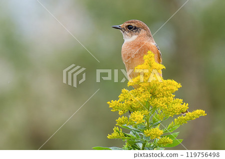 秋天，日本鶲停留在一枝黃花上。 119756498