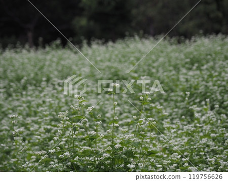 蘇打場 蘇打場 119756626