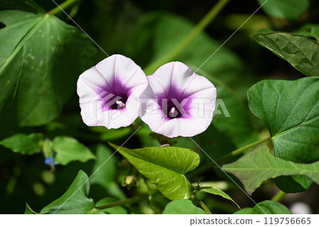 Sweet potato (variety: Beni Haruka) flowers 119756665