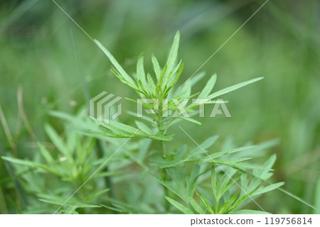 秋艾(Mugwort) 119756814