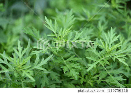 秋艾(Mugwort) 119756816