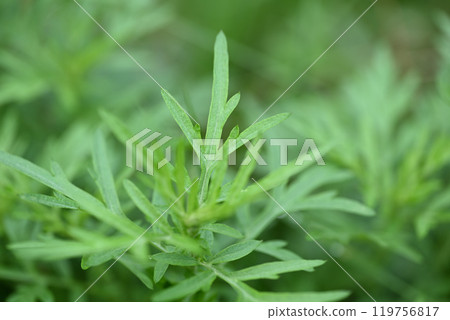 秋艾(Mugwort) 秋艾(Mugwort) 119756817