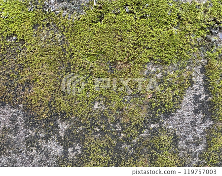 Moss-covered concrete 119757003
