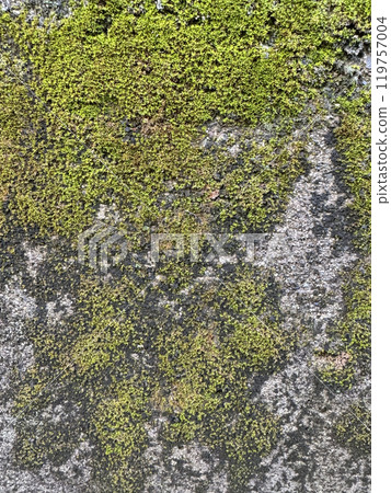 Moss-covered concrete 119757004