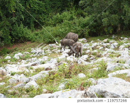 Buffalo Grazing in Dense Greenery Buffalo Grazing in Dense Greenery 119757266