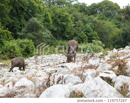 Buffalo Grazing in Dense Greenery Buffalo Grazing in Dense Greenery 119757267