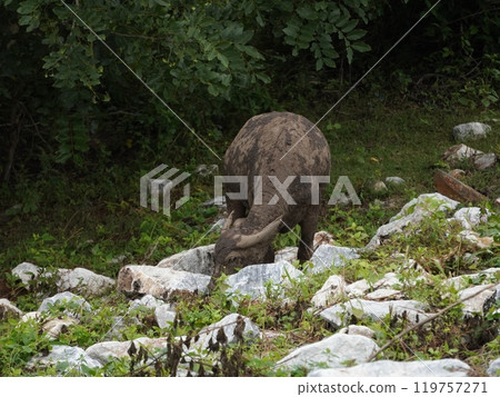 Buffalo Grazing in Dense Greenery 119757271