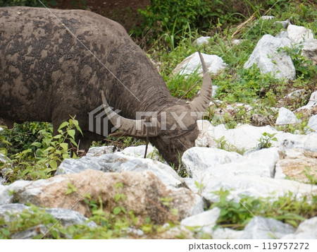 Buffalo Grazing in Dense Greenery Buffalo Grazing in Dense Greenery 119757272