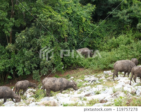 Buffalo Grazing in Dense Greenery Buffalo Grazing in Dense Greenery 119757278