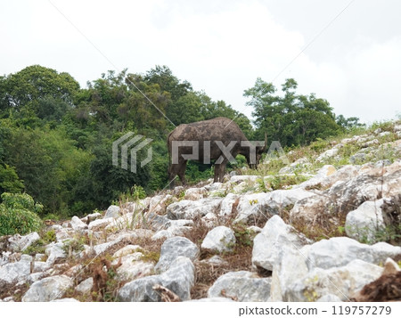 Buffalo Grazing in Dense Greenery Buffalo Grazing in Dense Greenery 119757279