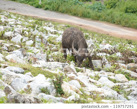 Buffalo Grazing in Dense Greenery Buffalo Grazing in Dense Greenery 119757291