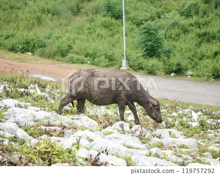 Buffalo Grazing in Dense Greenery Buffalo Grazing in Dense Greenery 119757292