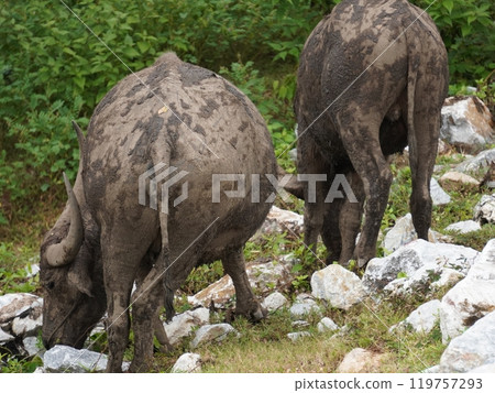 Buffalo Grazing in Dense Greenery Buffalo Grazing in Dense Greenery 119757293