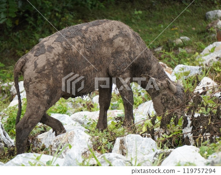 Buffalo Grazing in Dense Greenery Buffalo Grazing in Dense Greenery 119757294