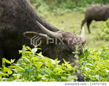 Buffalo Grazing in Dense Greenery Buffalo Grazing in Dense Greenery 119757368