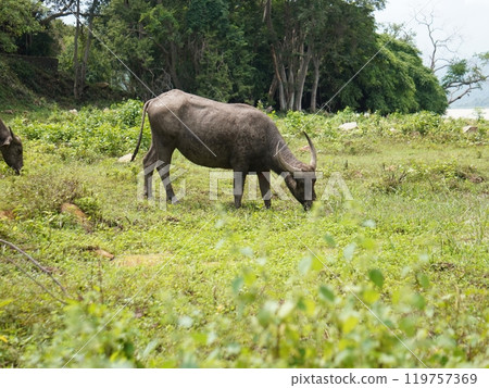 Buffalo Grazing in Dense Greenery Buffalo Grazing in Dense Greenery 119757369