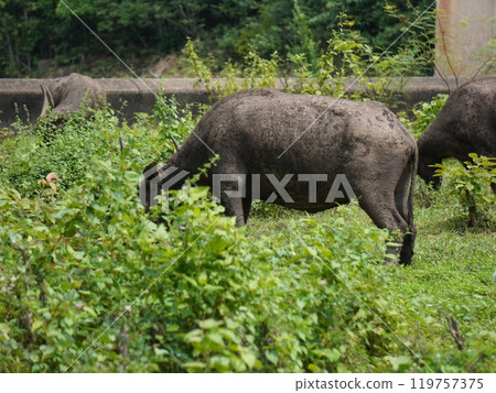 Buffalo Grazing in Dense Greenery Buffalo Grazing in Dense Greenery 119757375