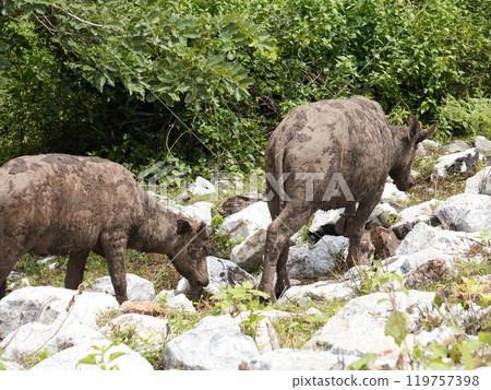 Buffalo Grazing in Dense Greenery Buffalo Grazing in Dense Greenery 119757398