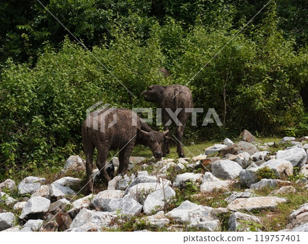 Buffalo Grazing in Dense Greenery 119757401