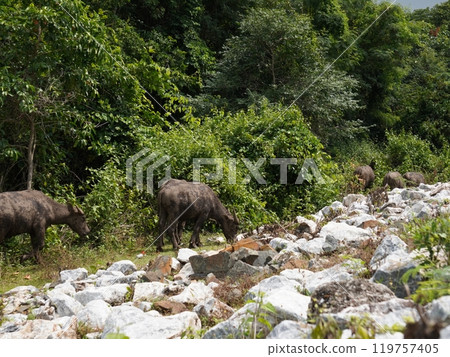 Buffalo Grazing in Dense Greenery Buffalo Grazing in Dense Greenery 119757405