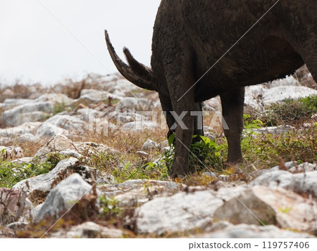 Buffalo Grazing in Dense Greenery 119757406
