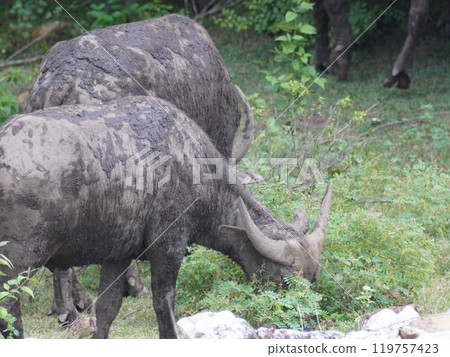 Buffalo Grazing in Dense Greenery Buffalo Grazing in Dense Greenery 119757423