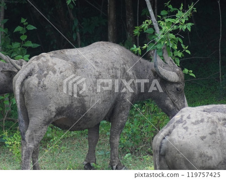 Buffalo Grazing in Dense Greenery 119757425