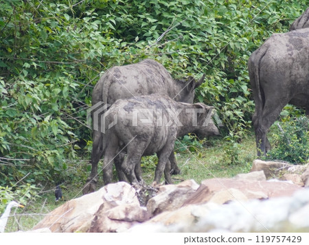 Buffalo Grazing in Dense Greenery Buffalo Grazing in Dense Greenery 119757429