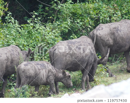 Buffalo Grazing in Dense Greenery Buffalo Grazing in Dense Greenery 119757430