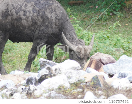 Buffalo Grazing in Dense Greenery Buffalo Grazing in Dense Greenery 119757431