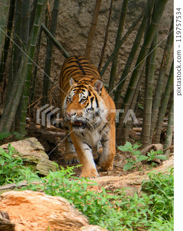 Alert Amur Tiger 119757534