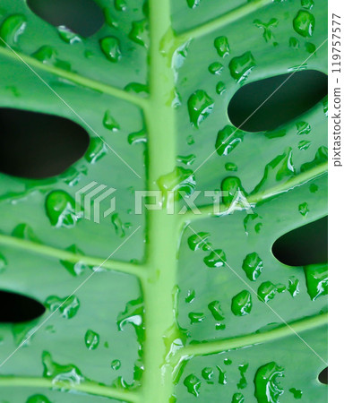 Monstera, Hurricane plant or Swiss cheese plant and rain droplet 119757577